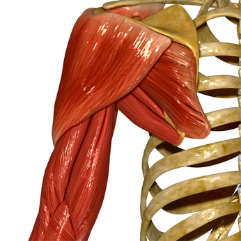 Rotator Cuff